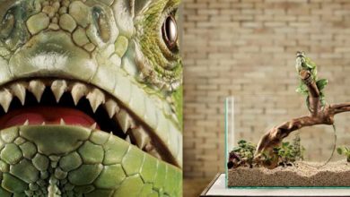 OK در تبلیغات خلاقانه فلکس واگن با شعار "خطر فقط ربط به فاصله دارد"