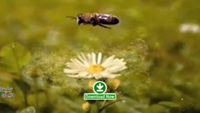 allergy در پیشنهاد هفته- تبلیغ بسیار زیبای جنگ با آلرژی