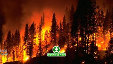 forest2 در تیزر خلاقانه با یک پلان / هر ساله 13میلیون هکتار از جنگل ها از روی زمین محو می شوند...