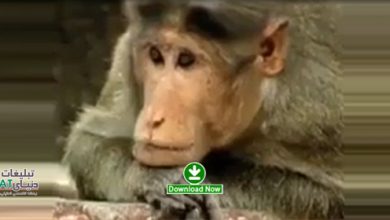monkey در پیشنهاد هفته / وقتی میمون رعایت می کند و رفتار و شخصیتمان را به چالش می کشد... / تیزر خلاقانه صرفه جویی در آب