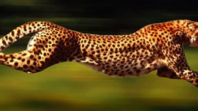 patform7 در پیام فیفا درباره طرح لباس تیم ملی از زبان ابتکار