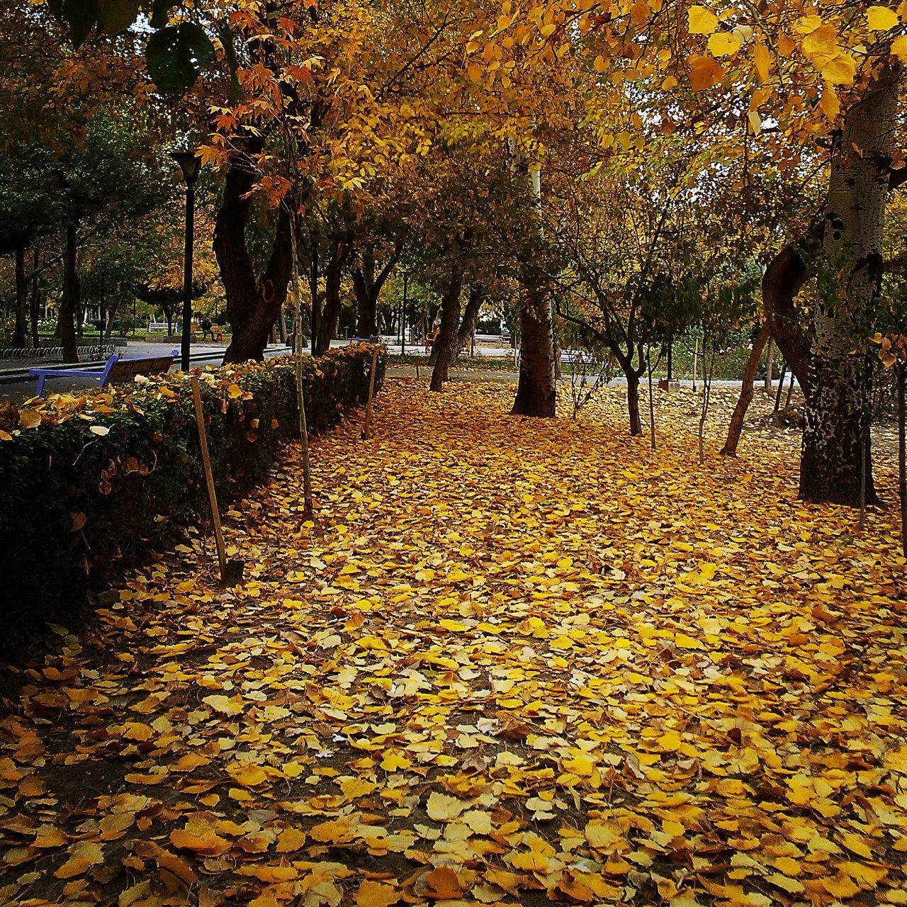 عکس به بهانه پاییز؛ بار دیگر پاییز... photo_2015-09-23_23-58-52