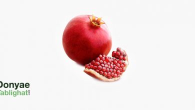 yalda در برند یلدا... /تحلیلی بر برند و تداعیات برند یلدا